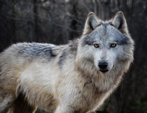 Red Wolf Sanctuary